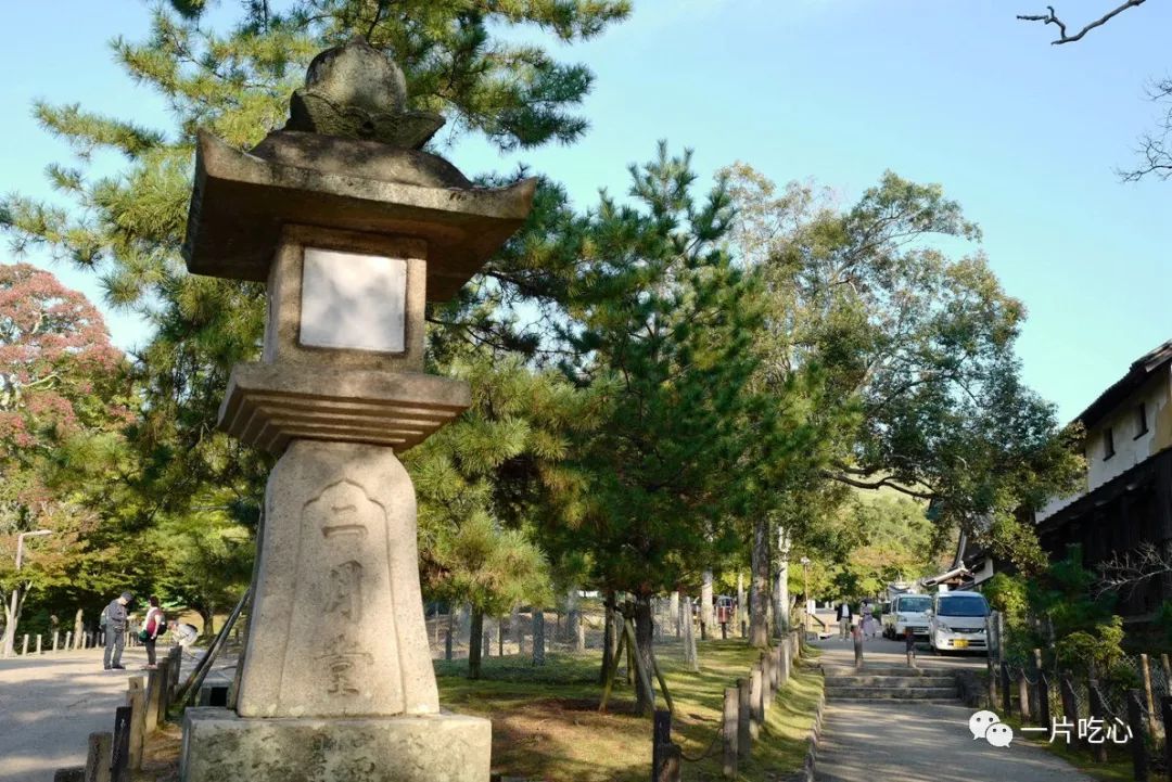 奈良的小鹿,奈良的小鹿最近新消息