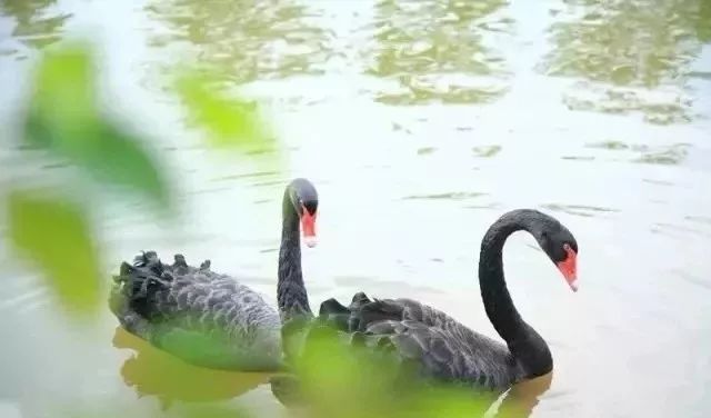 鹭湖半山汤谷温泉团购,鹭湖半山温泉收费标准