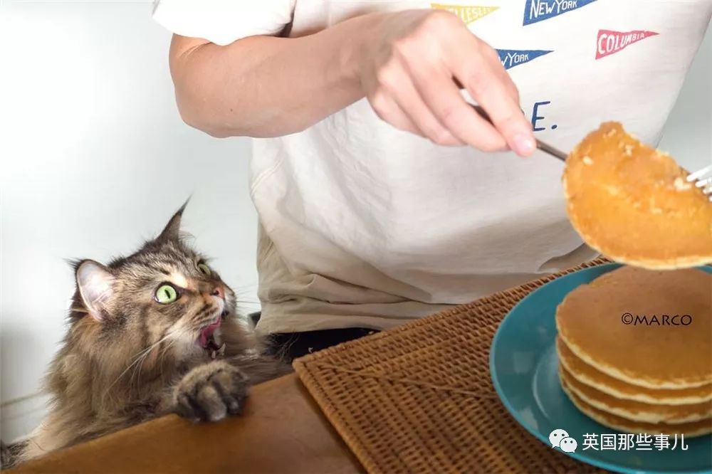 喵星人吃起来真香看的都想吃一口 (喂喵星人吃饭一副生无可恋的表情)