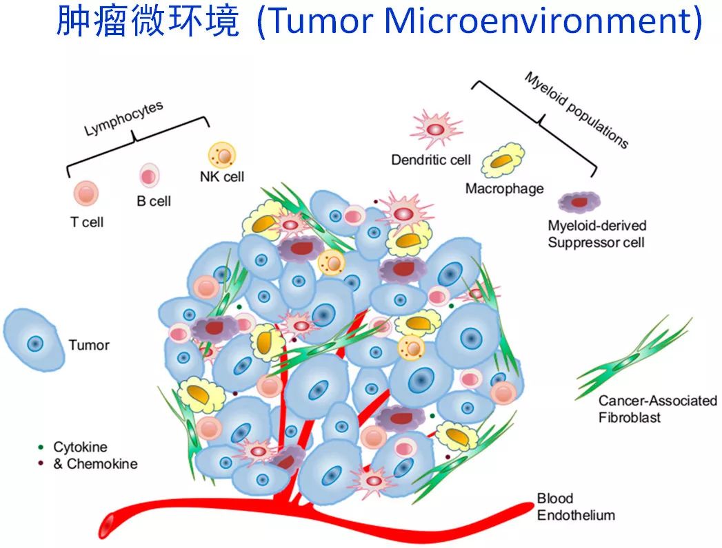 新视角pdd名单,scc在肺癌诊断中的价值