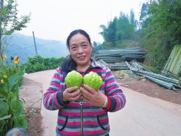 种佛手瓜一亩赚了5000元,种佛手瓜真的赚钱吗