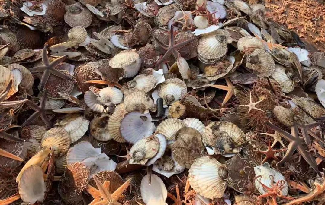 獐子岛扇贝事件,獐子岛扇贝失踪事件