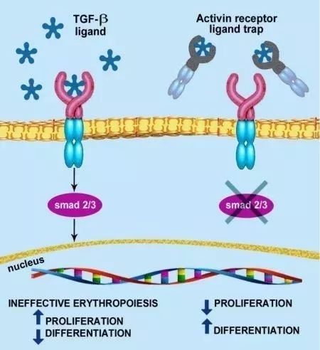 fda批准用于治疗地中海贫血的药物,地中海贫血新药