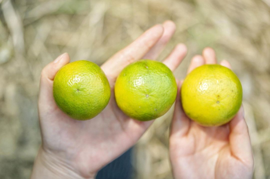 认识下广东人从小吃到大的宝藏水果,像冬季里清甜的山泉