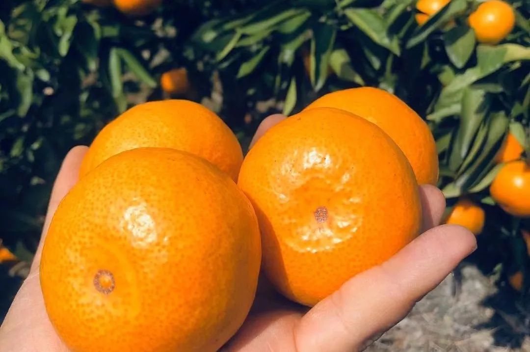 轻轻一咬满口汁水酸酸甜甜,轻轻一咬满嘴甜汁