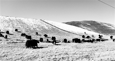 木里矿区综合整治,义海能源青海木里煤矿事件