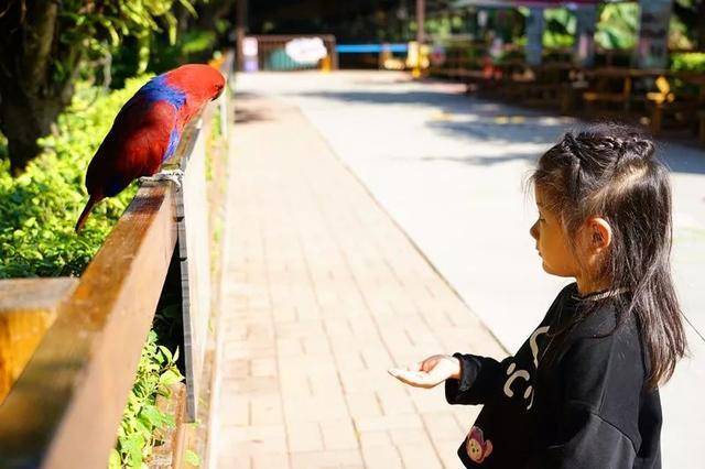 亲子游广州长隆动物园,广州长隆野生动物世界亲子游路线