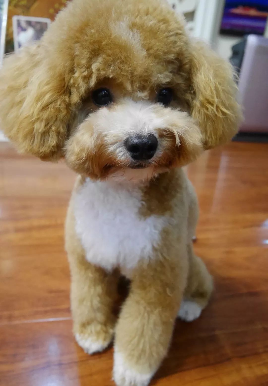 惹蜘蛛,惹了蜘蛛蜘蛛会记仇吗