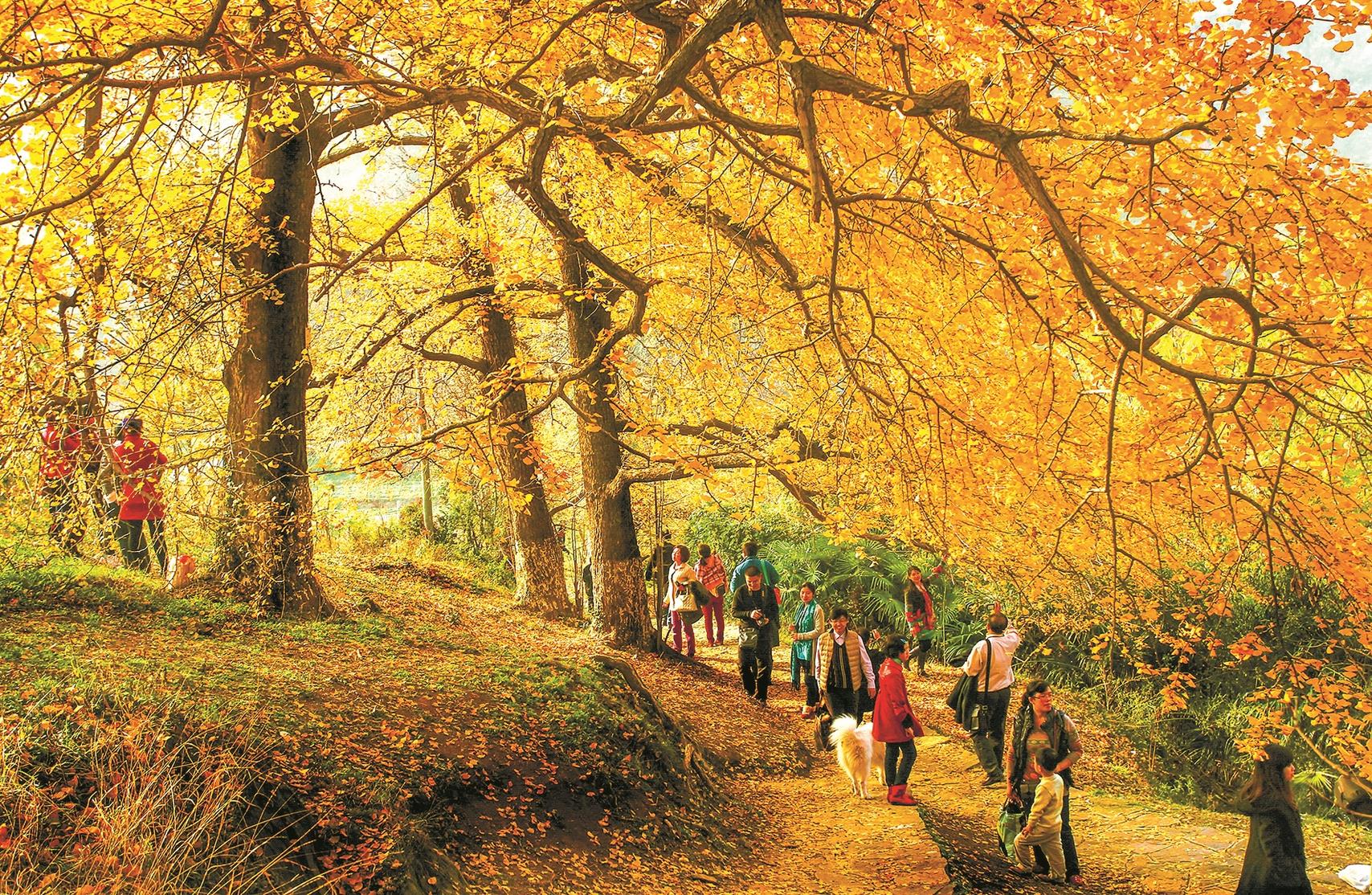 安陆白果树,安陆白果