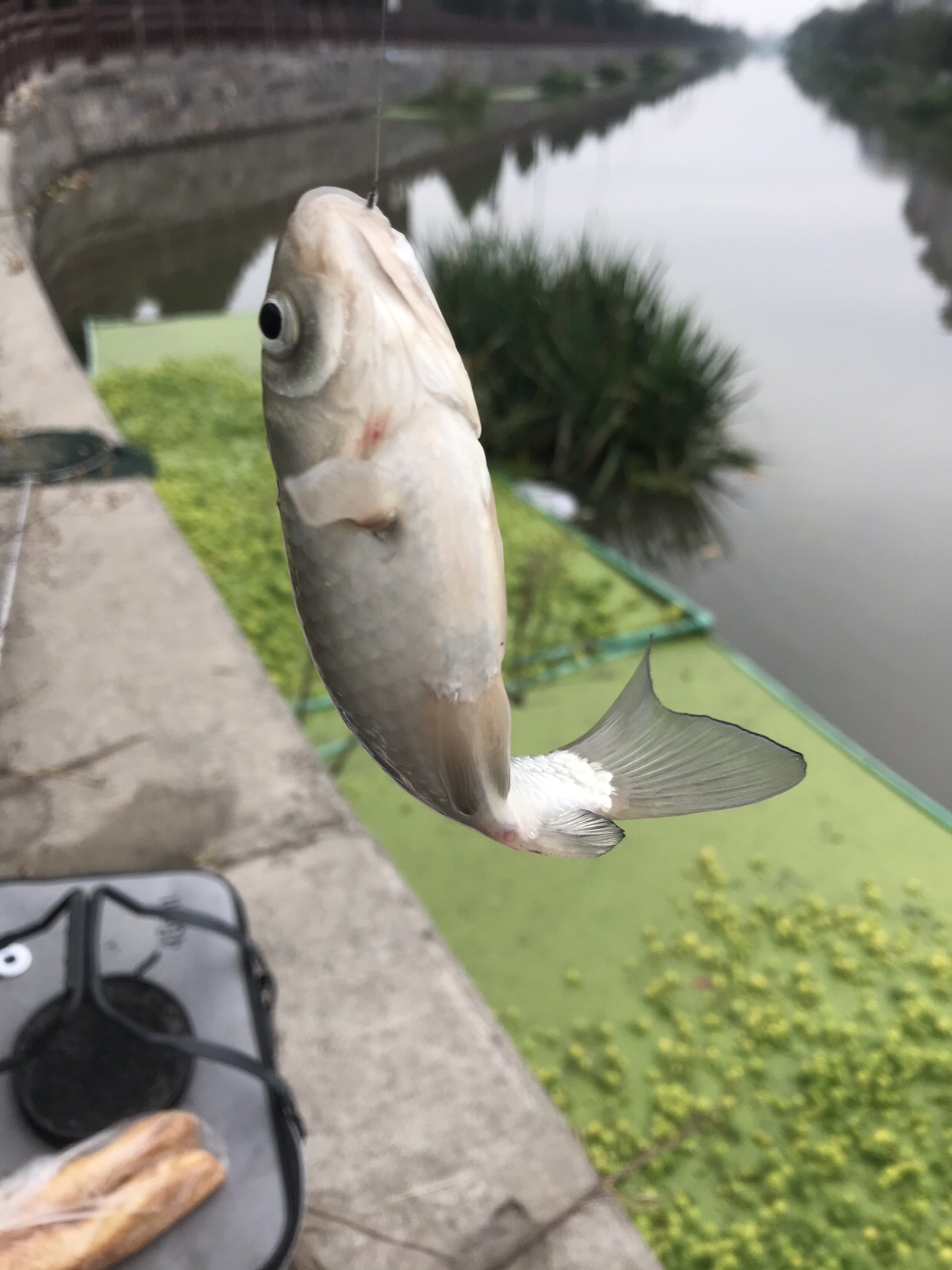 野钓垂钓实录,野钓钓鱼视频实战