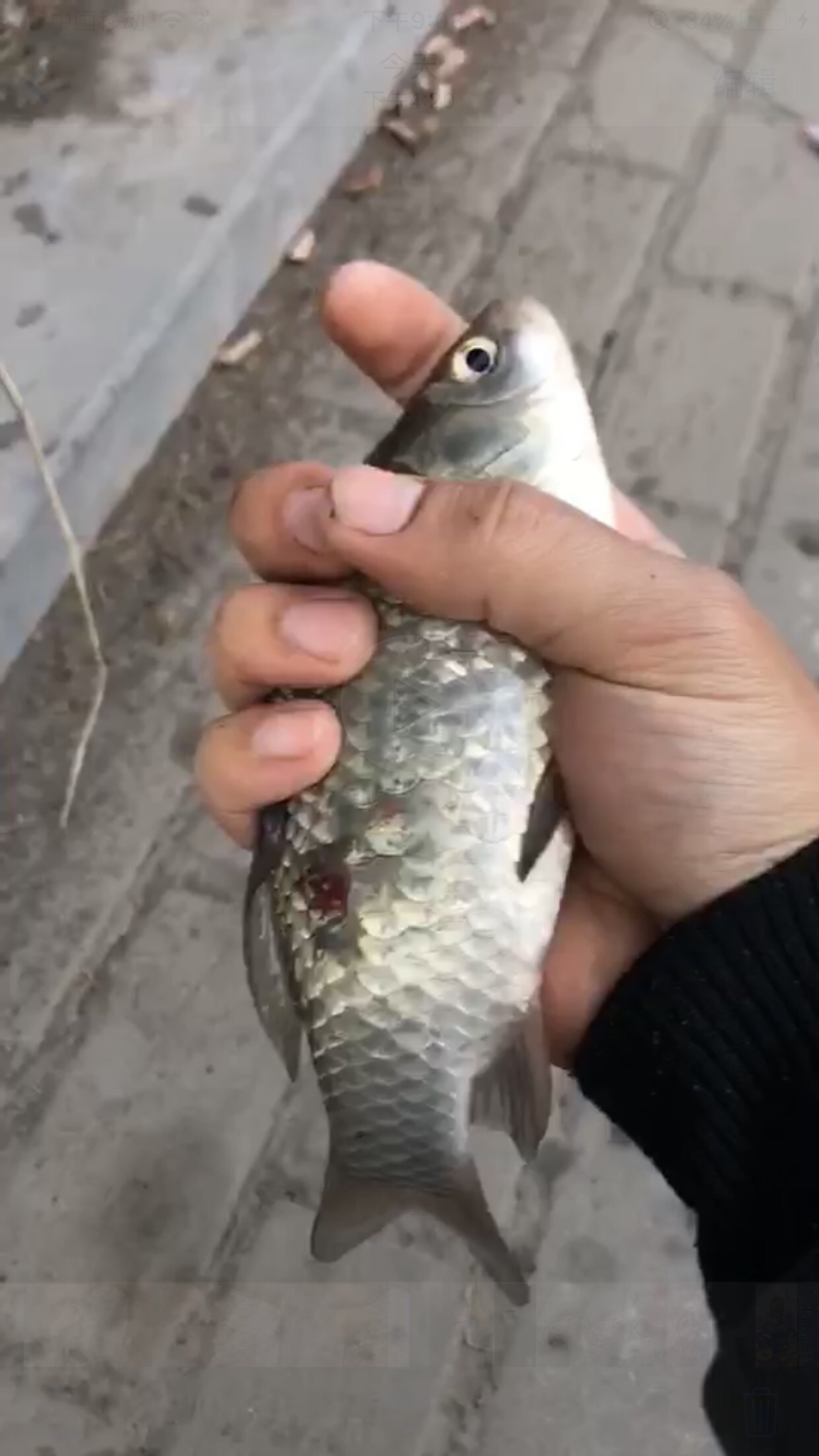 野钓垂钓实录,野钓钓鱼视频实战