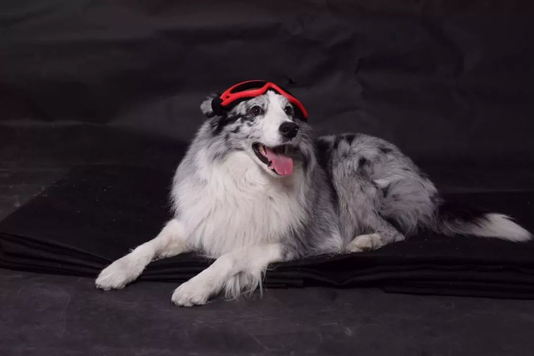 惹蜘蛛,惹了蜘蛛蜘蛛会记仇吗