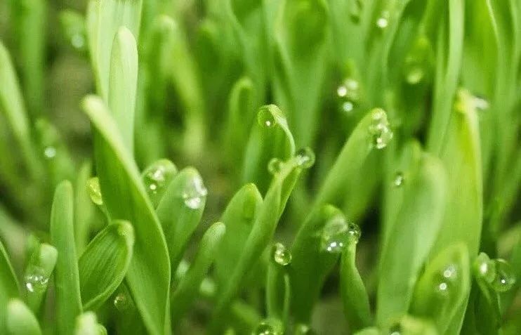 明星同款低脂奶茶,明星同款奶茶越喝越瘦