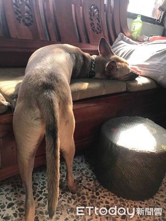 汪吃洁牙骨变身！性感翘臀秒电翻