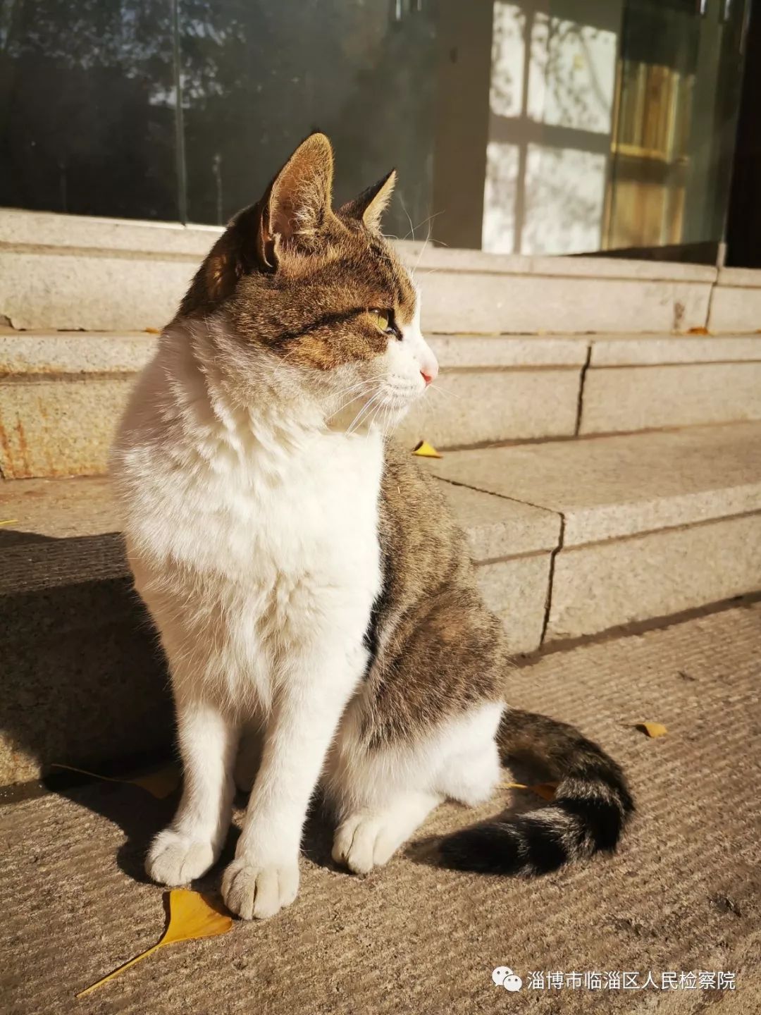 我是一只猫直播,我是一只猫现场