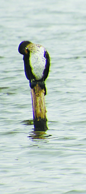 鸬鹚生活在森林还是草原,鸬鹚在什么地方生存