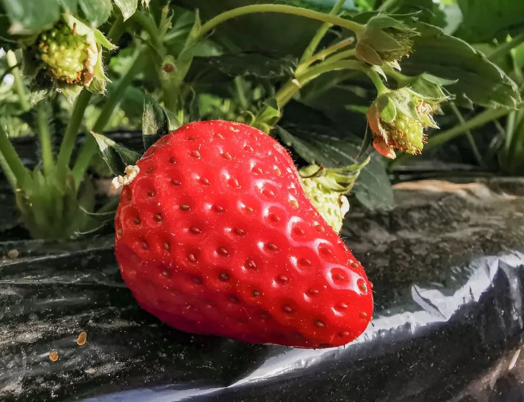 北京昌平草莓哪两个季节上市,昌平草莓什么时候熟