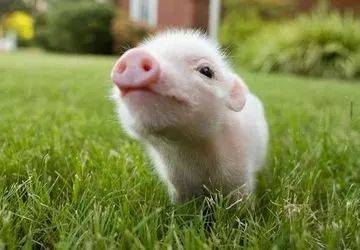 馋肉不想花钱买猪肉！俩男子竟然这样做