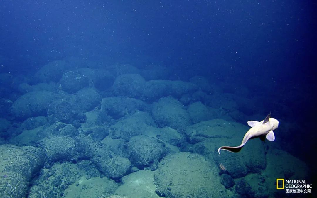 外星生物会长什么样子,外星生物真的存在吗