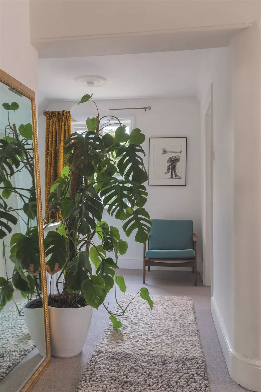 植物杀手们有救了，药到病除！|文末福利