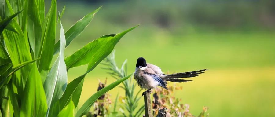 矮壮素复配剂禁忌,矮壮素和什么混用最好