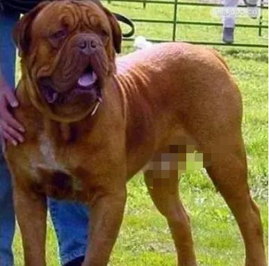 十大巨型犬种,10种大型犬