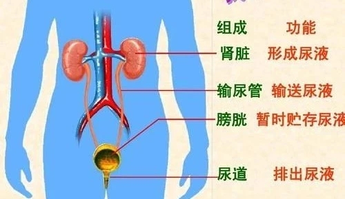 孕妇有点尿血严重吗,孕妇在怀孕期间小便出血怎么办
