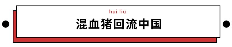 我们常吃的猪都是从哪儿来演化的,猪是从哪里来的