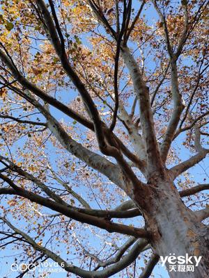 华为nova6拍照对比p30谁更好,nova65g和nova7对比