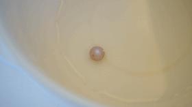 鲜活蚌珍珠探店,珍蚌开蚌珍珠diy体验馆从化