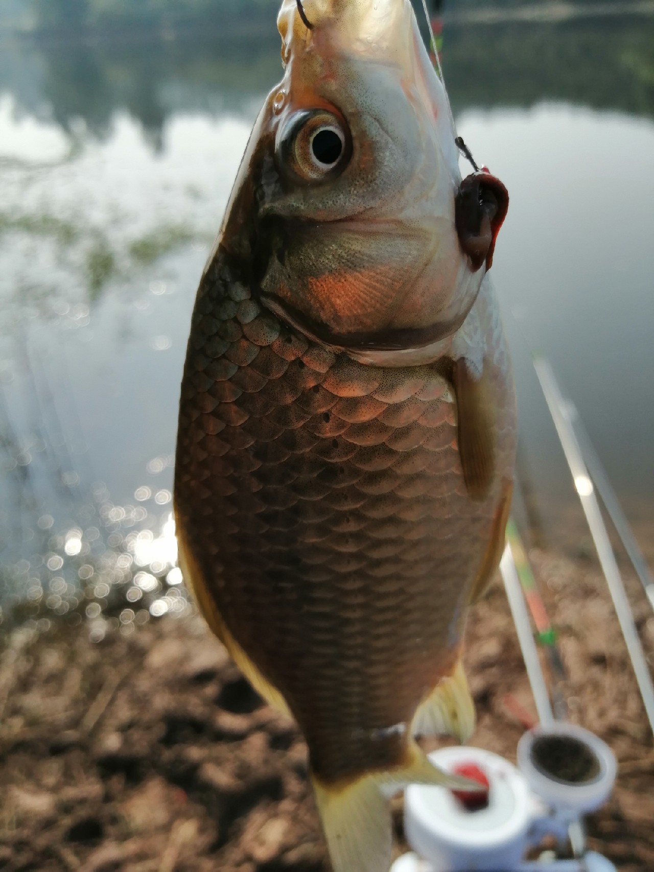 探钓偶遇小钓友怎么说,钓场用什么搭钓台