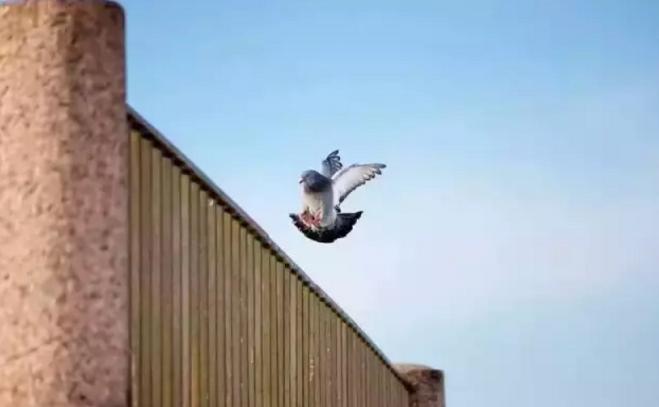 养鸽子的10大缺点,养鸽子的十大缺点