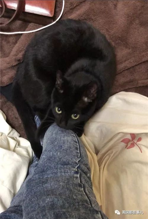 喵星人的日常图片大全,最好看的喵星人图片