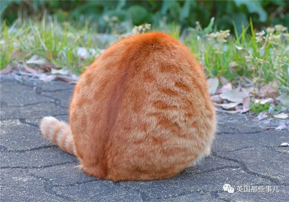 盘点喵星人的高光时刻,最好看的喵星人图片