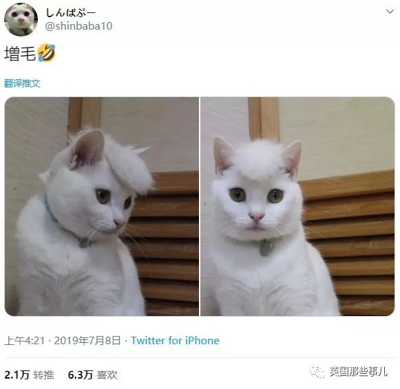 盘点喵星人的高光时刻,最好看的喵星人图片