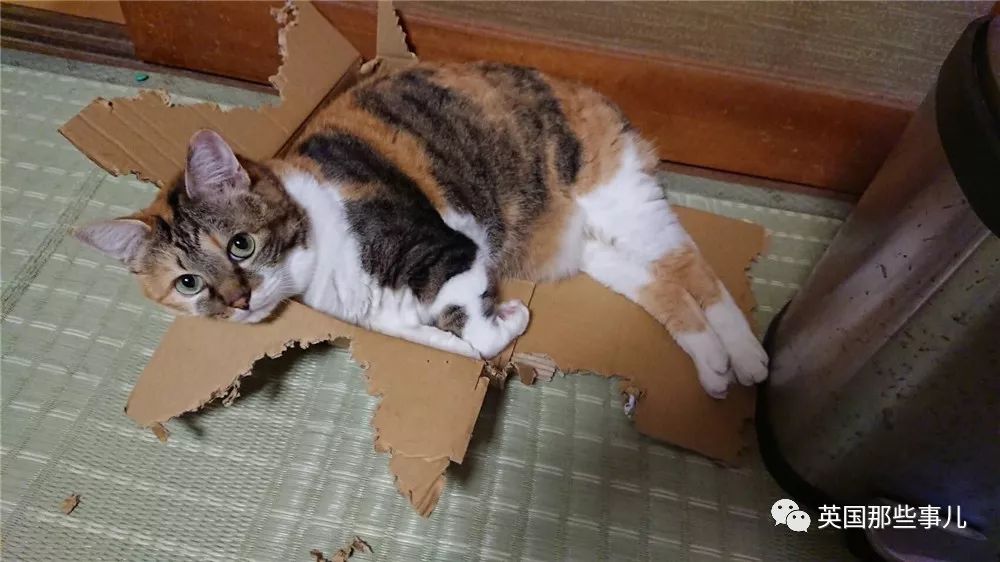 盘点喵星人的高光时刻,最好看的喵星人图片