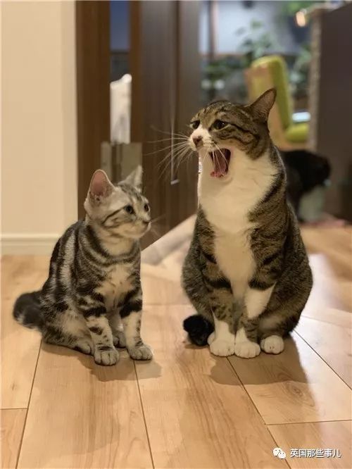 喵星人的日常图片大全,最好看的喵星人图片