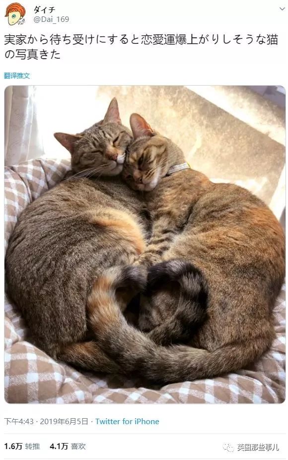 盘点喵星人的高光时刻,最好看的喵星人图片