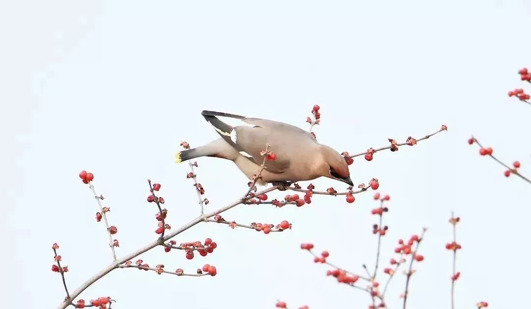 瞒不住了!昌平天空划过一群“小精灵”!可爱的那种!