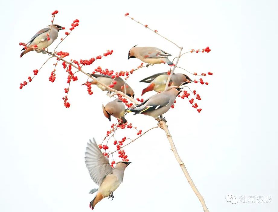 瞒不住了！昌平天空划过一群“小精灵”！可爱的那种！