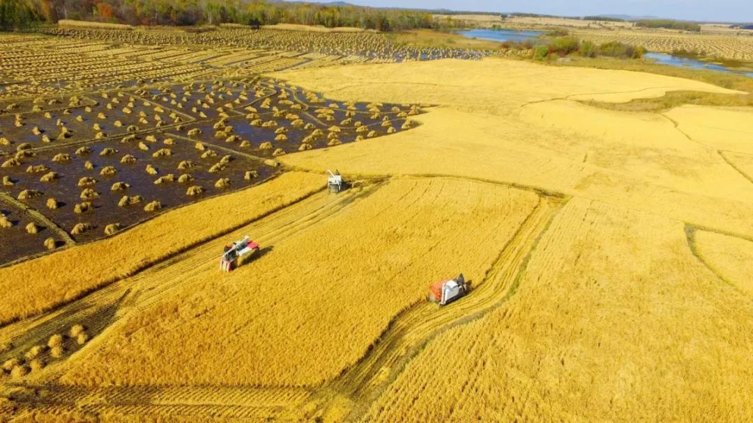 「关注」大米竟会引发肝癌......真的没有骗你哦