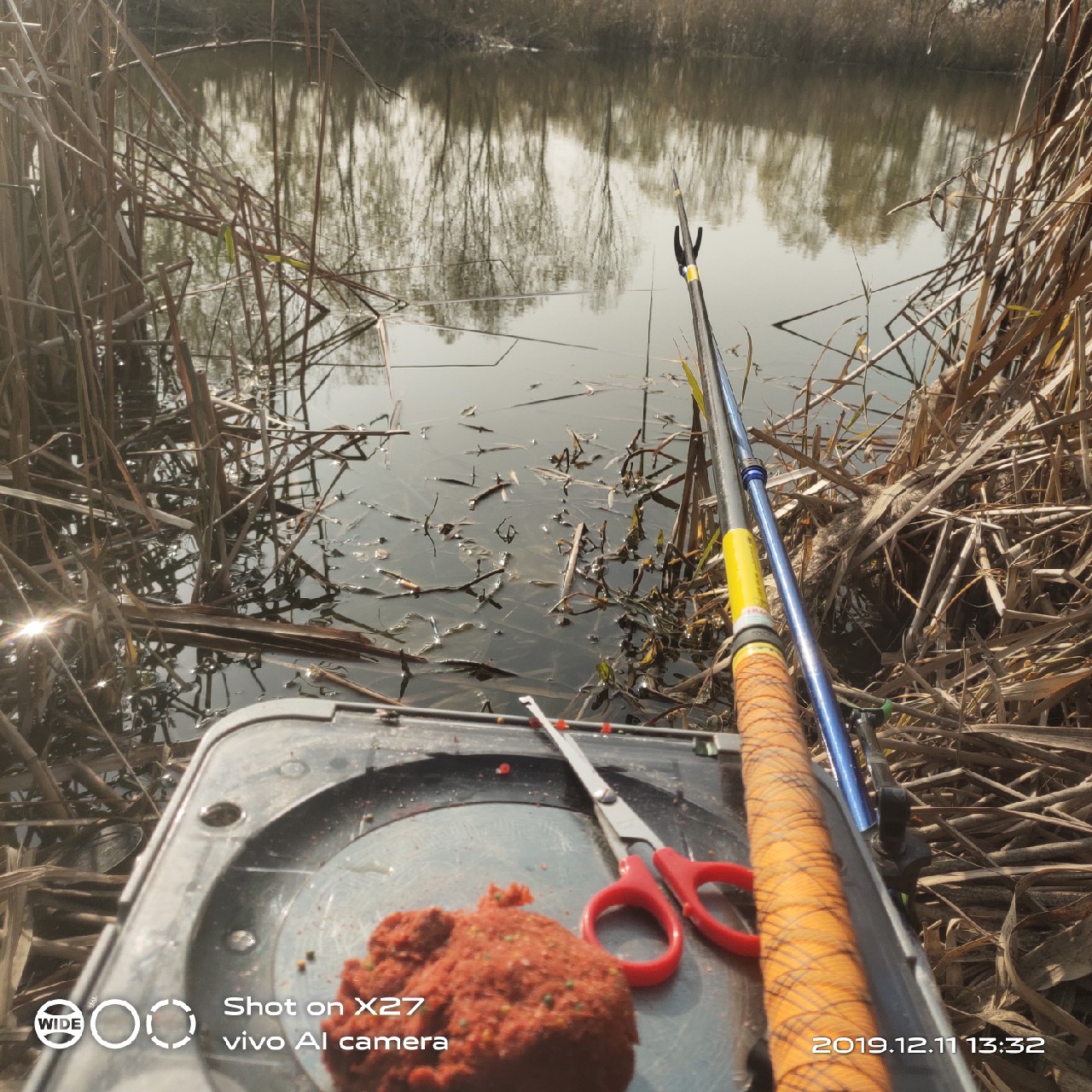 台钓鲫鱼教学,野钓芦苇多的地方鱼怎么样