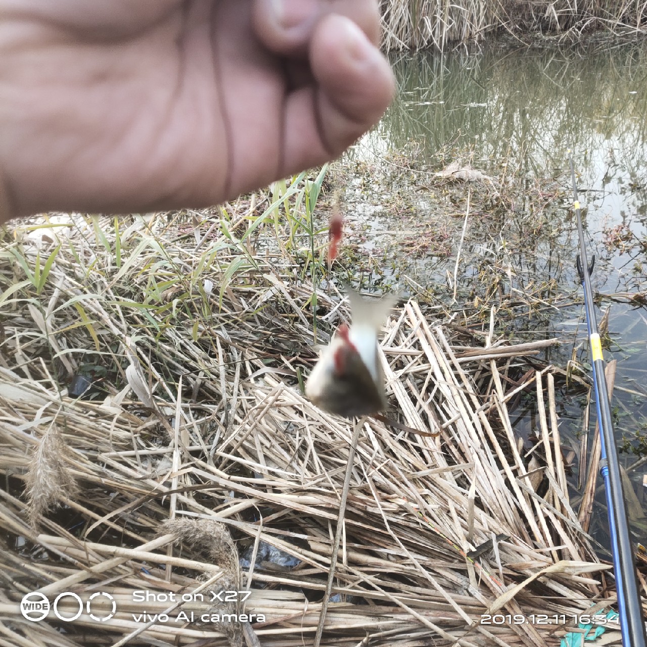 台钓鲫鱼教学,野钓芦苇多的地方鱼怎么样