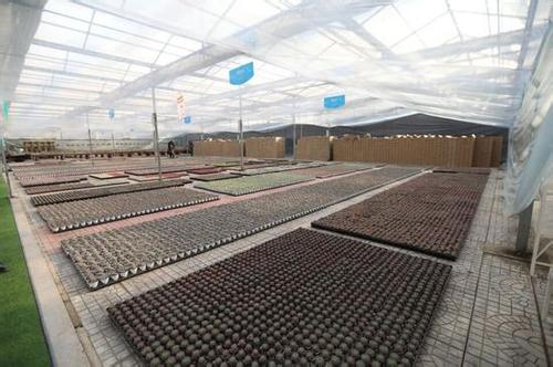 青州花卉基地花卉种植销售一体,山东青州花卉种苗