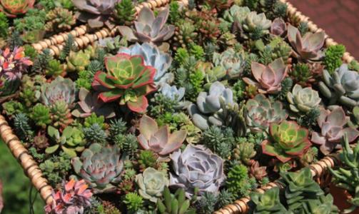 青州绿化花卉种植基地,青州花卉园艺基地