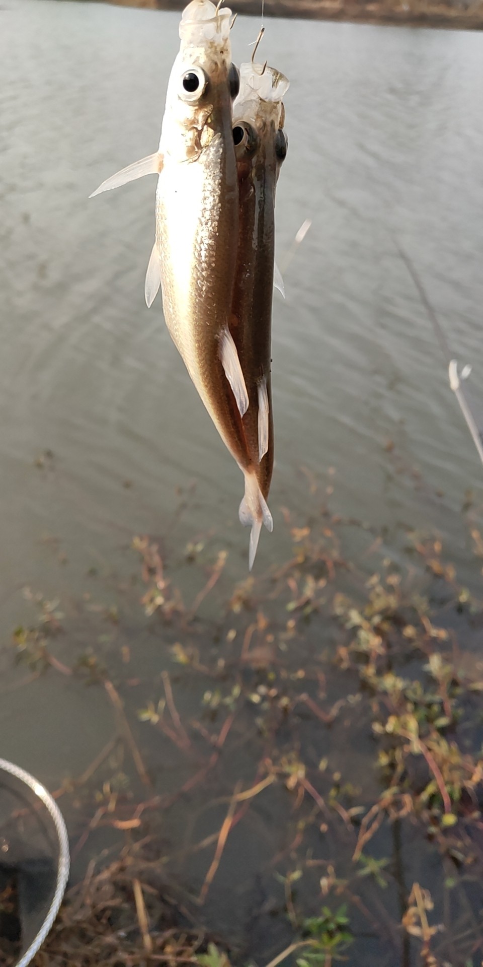 沙河钓大板鲫,沙河钓乌龟