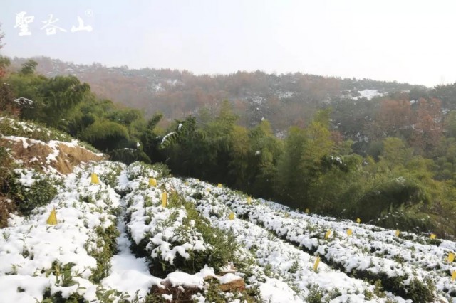 日照古风茶,最风雅的日照茶