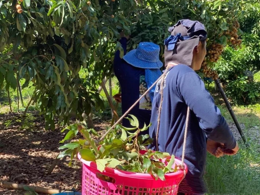 “泰”甜“泰”美！太便宜