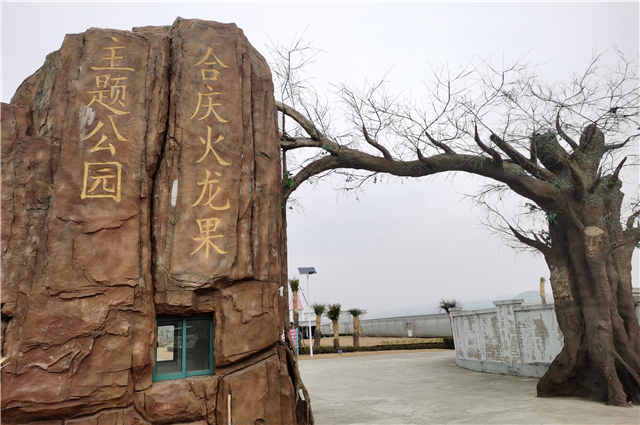 复旦博士10年前种下上海第一棵火龙果，如今成了千亩主题公园