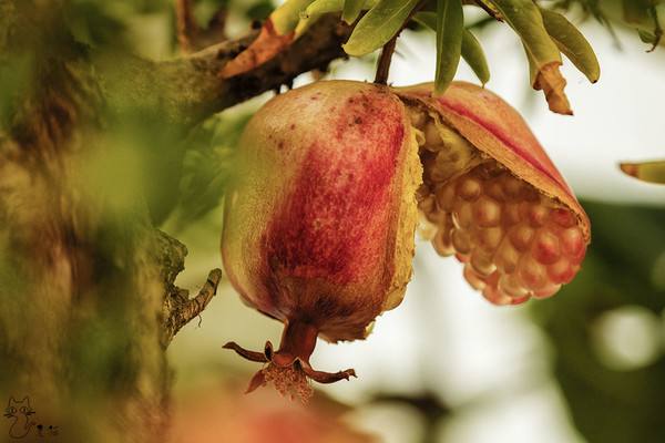 哪种水果有降血压功效苹果和山楂,什么水果干果降血压效果最好最快
